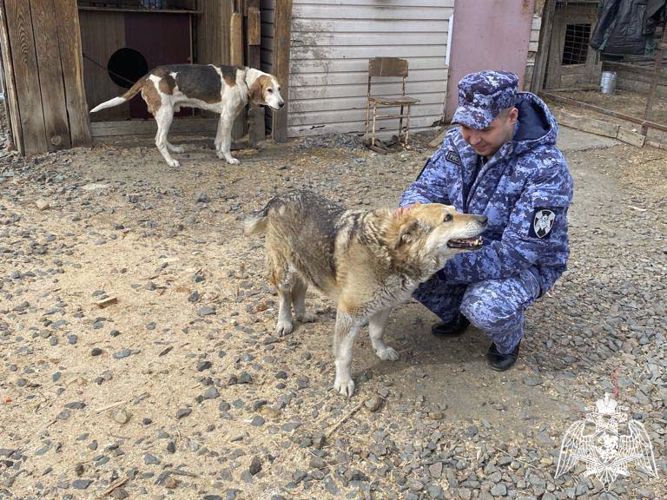 Росгвардейцы оказали помощь приюту для бездомных животных